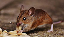 24 Hour & Emergency Exterminators in San Diego State University, CA